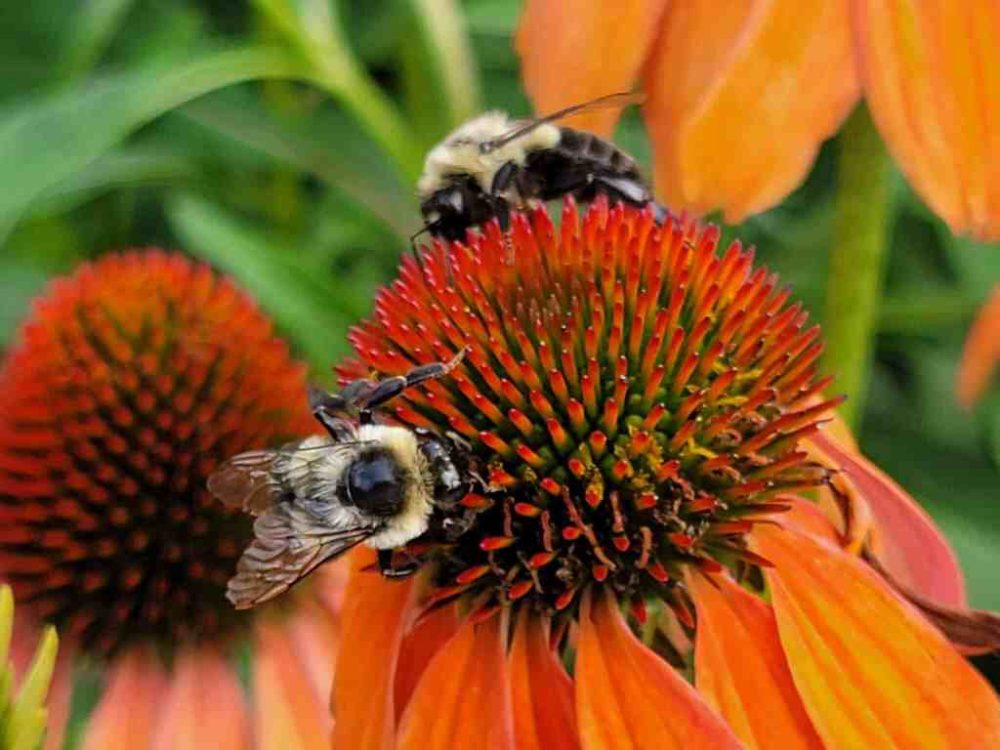 A bumble bees visiting a bloom during the count